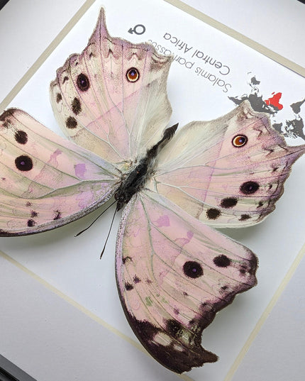 Framed Salamis Butterfly, Central Africa, 6x6"
