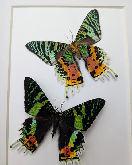 Urania ripheus pair, chrysiridia rhipheus, the madagascan sunset moth, day-flying moth, framed butterfly, taxidermy art, entomology present