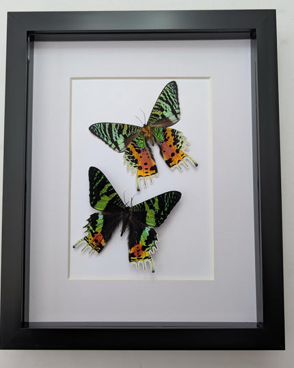 Urania ripheus pair, chrysiridia rhipheus, the madagascan sunset moth, day-flying moth, framed butterfly, taxidermy art, entomology present