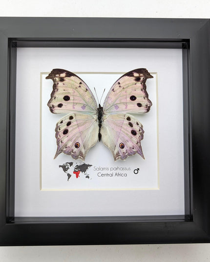 Framed Salamis Butterfly, Central Africa, 6x6"