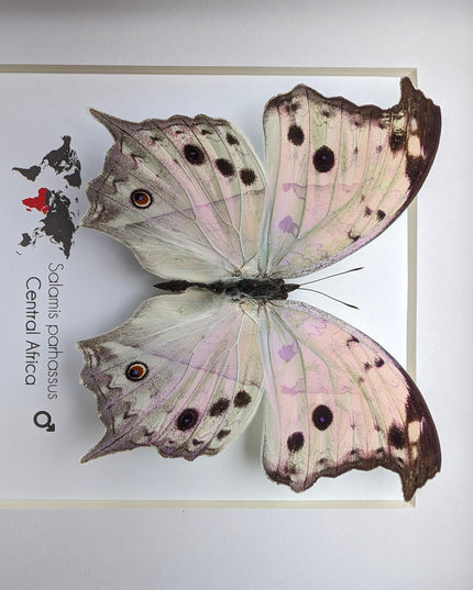 Framed Salamis Butterfly, Central Africa, 6x6"