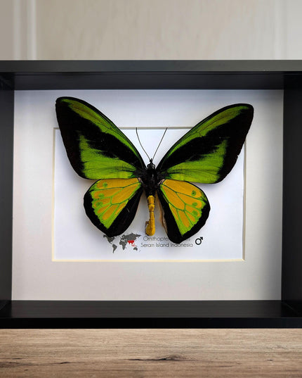 Framed Goliath Birdwing Butterfly, Taxidermy Wall Decor