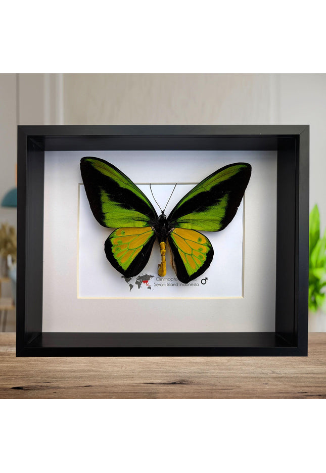 Framed Goliath Birdwing Butterfly, Taxidermy Wall Decor