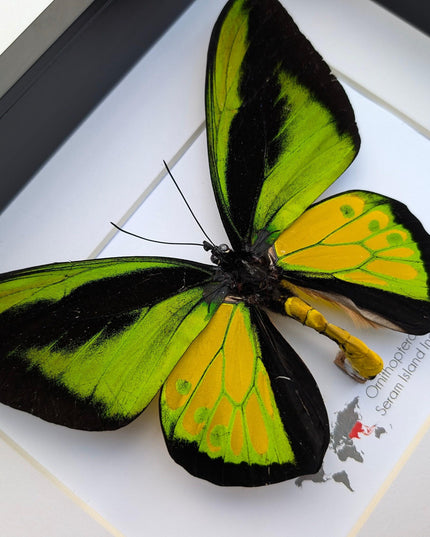 Framed Goliath Birdwing Butterfly, Taxidermy Wall Decor