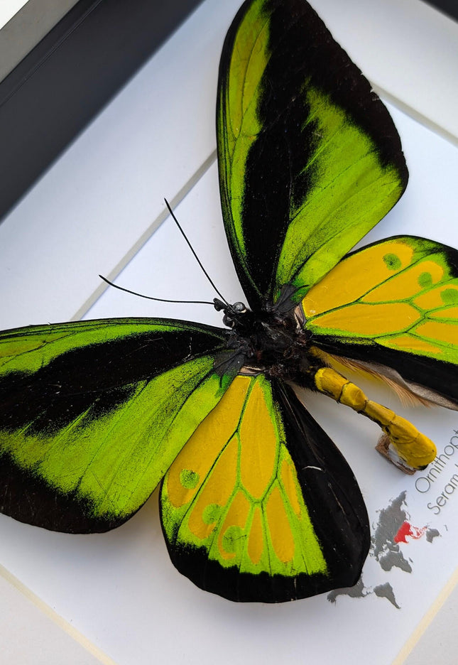 Framed Goliath Birdwing Butterfly, Taxidermy Wall Decor