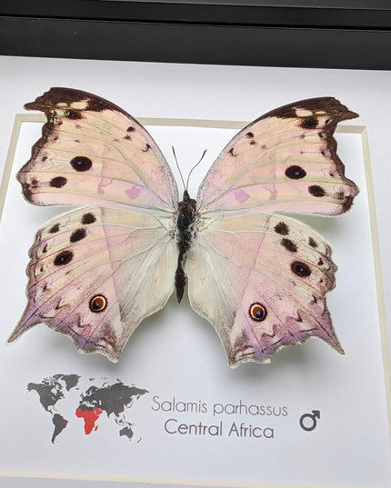 Framed Salamis Butterfly, Central Africa, 6x6"
