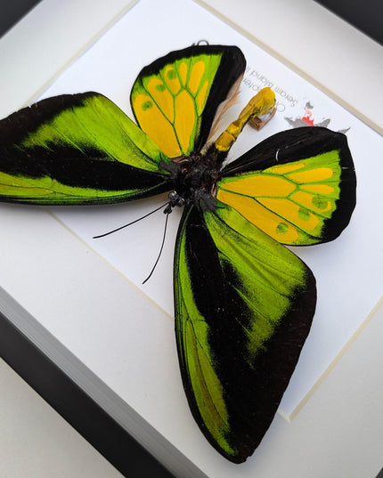 Framed Goliath Birdwing Butterfly, Taxidermy Wall Decor
