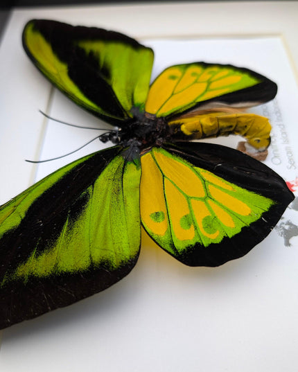 Framed Goliath Birdwing Butterfly, Taxidermy Wall Decor