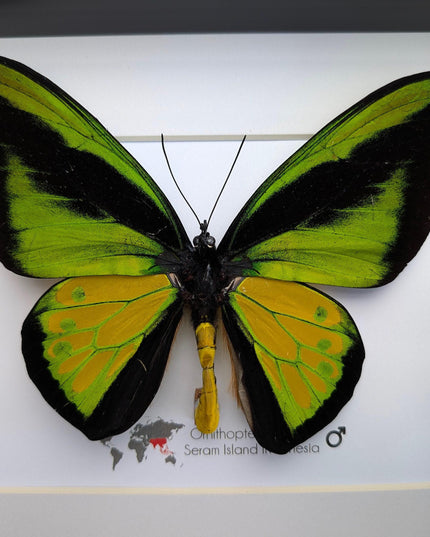 Framed Goliath Birdwing Butterfly, Taxidermy Wall Decor