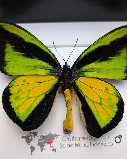 Framed Goliath Birdwing Butterfly, Taxidermy Wall Decor