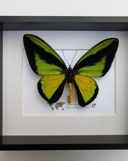 Framed Goliath Birdwing Butterfly, Taxidermy Wall Decor