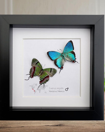 Framed evenus regalis butterfly taxidermy: regal blue specimens