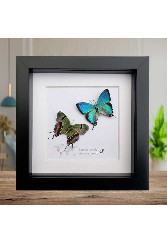 Framed evenus regalis butterfly taxidermy: regal blue specimens