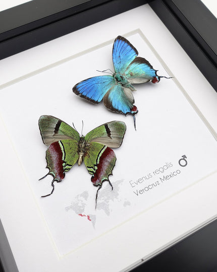 Framed evenus regalis butterfly taxidermy: regal blue specimens