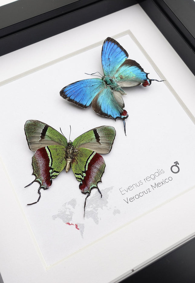 Framed evenus regalis butterfly taxidermy: regal blue specimens