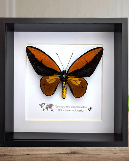 Framed ornithoptera croesus: wallace's golden birdwing butterfly (8" x 8")