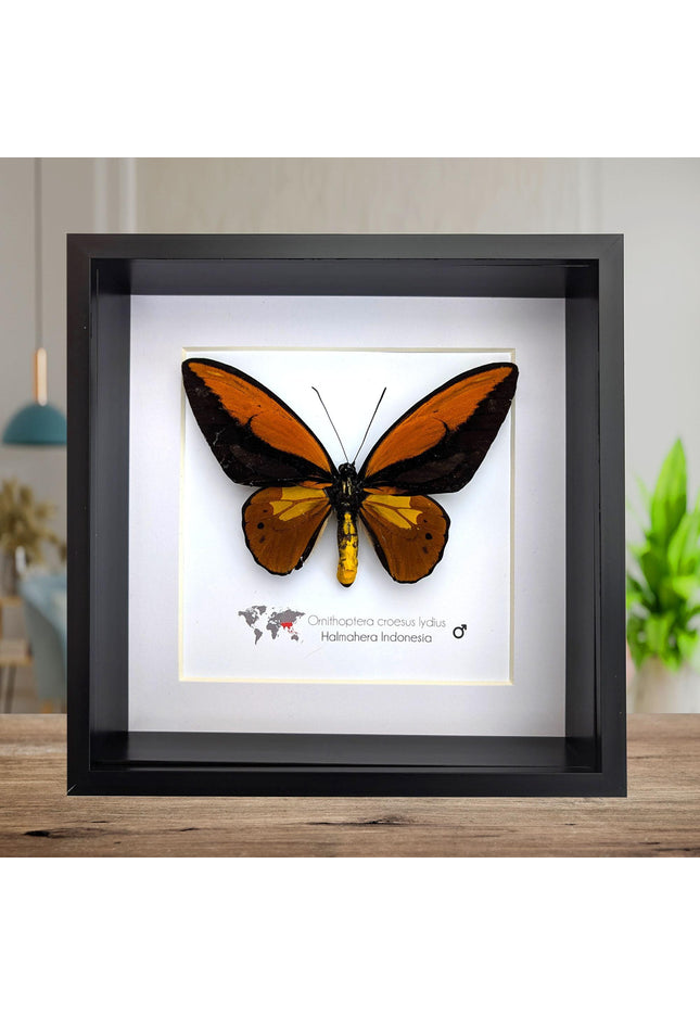 Framed ornithoptera croesus: wallace's golden birdwing butterfly (8" x 8")