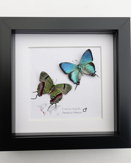 Framed evenus regalis butterfly taxidermy: regal blue specimens