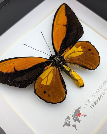 Framed ornithoptera croesus: wallace's golden birdwing butterfly (8" x 8")