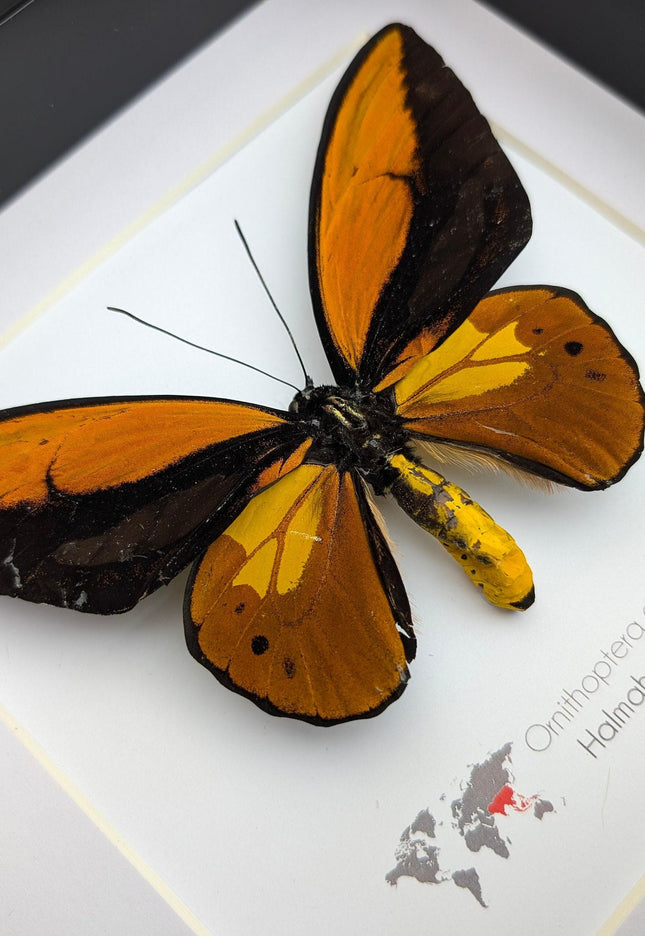Framed ornithoptera croesus: wallace's golden birdwing butterfly (8" x 8")