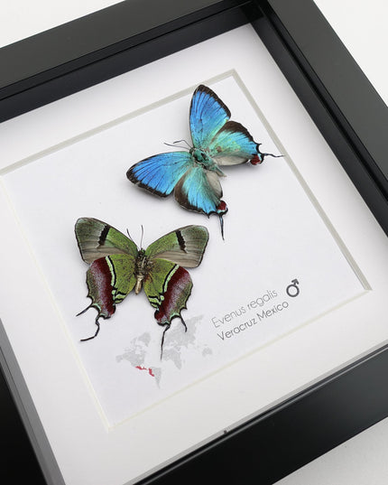 Framed evenus regalis butterfly taxidermy: regal blue specimens