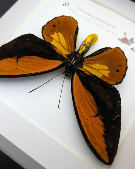 Framed ornithoptera croesus: wallace's golden birdwing butterfly (8" x 8")