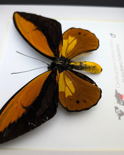 Framed ornithoptera croesus: wallace's golden birdwing butterfly (8" x 8")