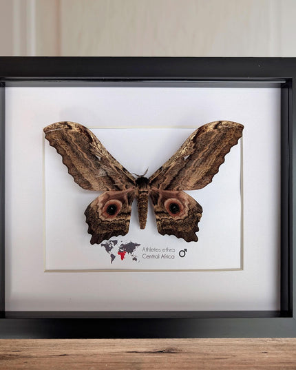 Framed athletes ethra moth, african saturniidae, entomology wall art (10x8)