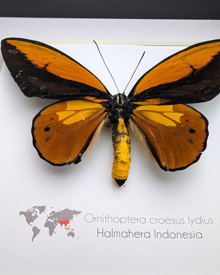 Framed ornithoptera croesus: wallace's golden birdwing butterfly (8" x 8")