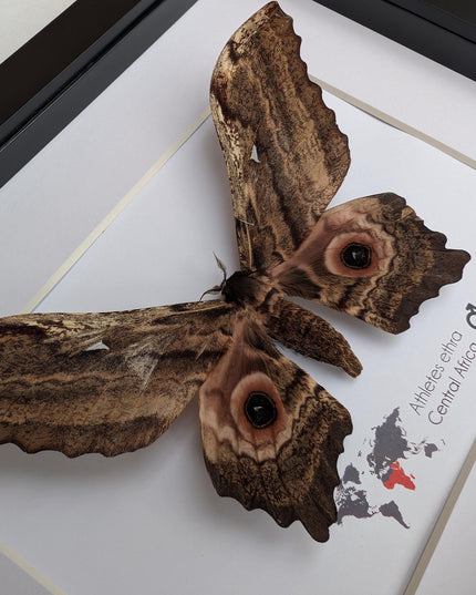 Framed athletes ethra moth, african saturniidae, entomology wall art (10x8)