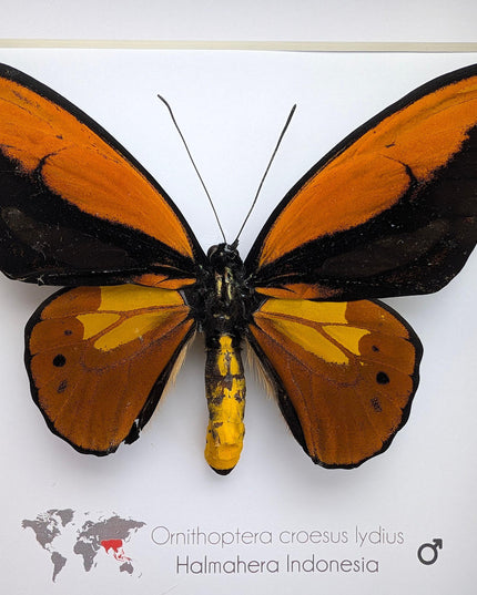 Framed ornithoptera croesus: wallace's golden birdwing butterfly (8" x 8")