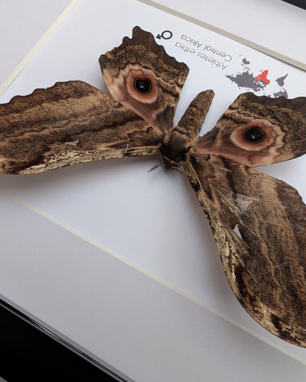 Framed athletes ethra moth, african saturniidae, entomology wall art (10x8)