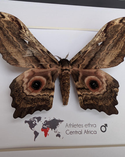 Framed athletes ethra moth, african saturniidae, entomology wall art (10x8)