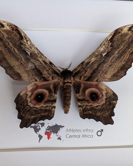Framed athletes ethra moth, african saturniidae, entomology wall art (10x8)