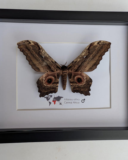 Framed athletes ethra moth, african saturniidae, entomology wall art (10x8)