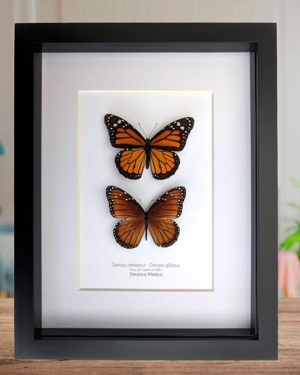 Framed taxidermy butterfly set, monarch and queen, entomology display (8x10)