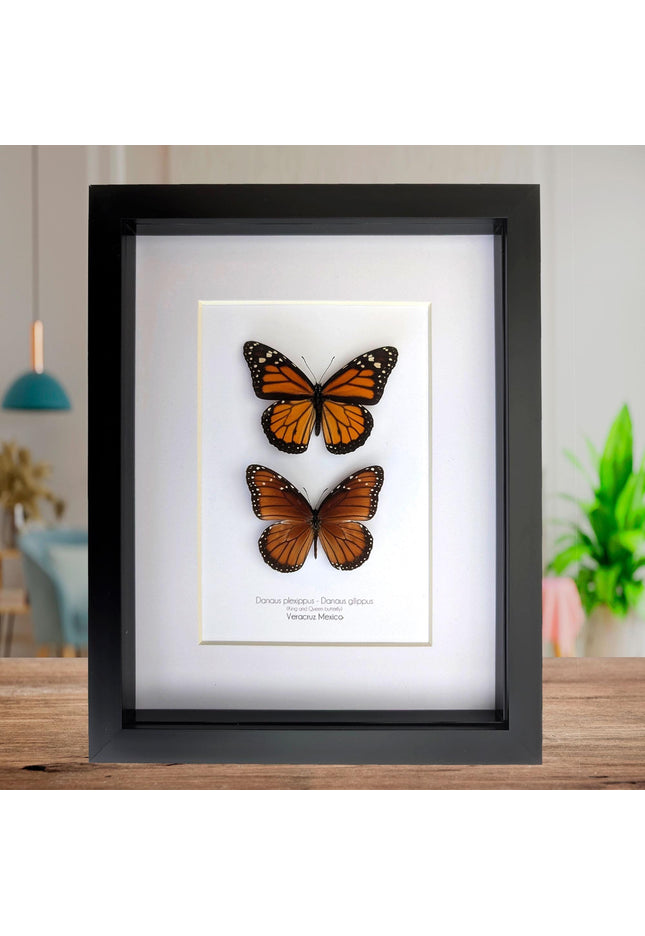 Framed taxidermy butterfly set, monarch and queen, entomology display (8x10)