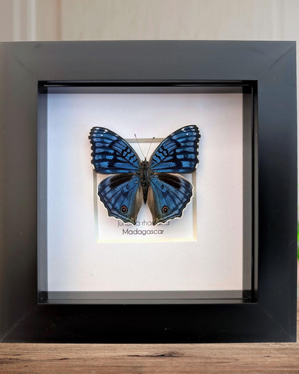 Framed Junonia Rhadama Taxidermy Butterfly, Entomology Wall Decor