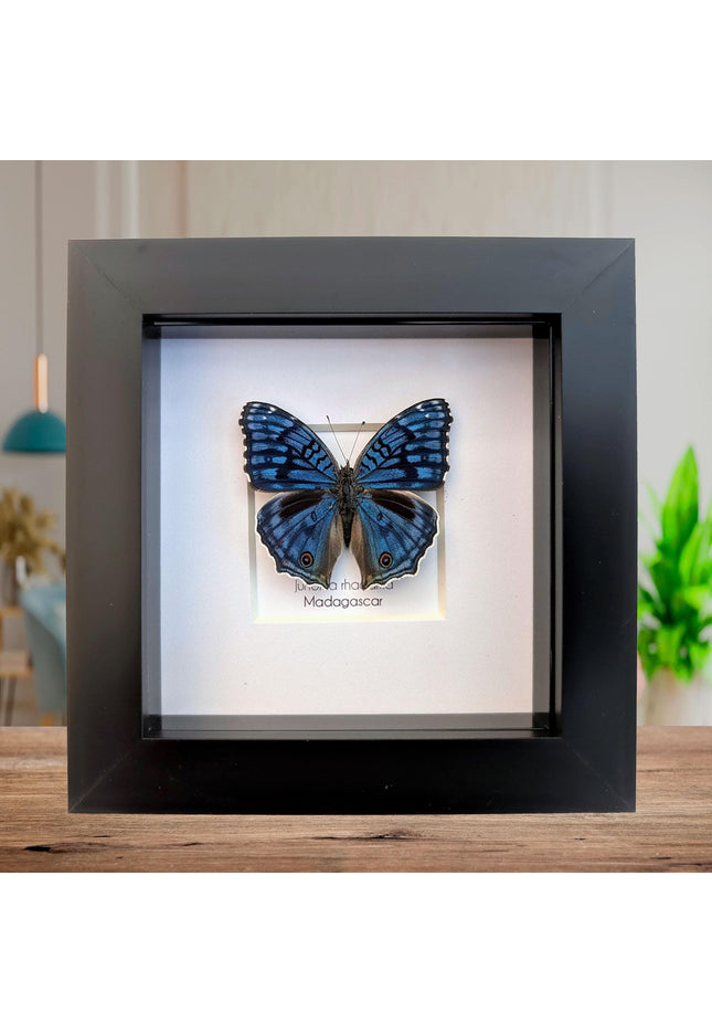 Framed Junonia Rhadama Taxidermy Butterfly, Entomology Wall Decor