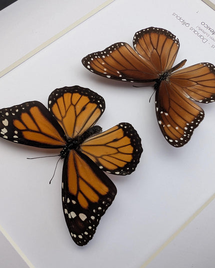 Framed taxidermy butterfly set, monarch and queen, entomology display (8x10)