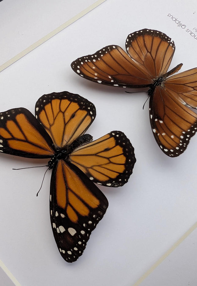 Framed taxidermy butterfly set, monarch and queen, entomology display (8x10)