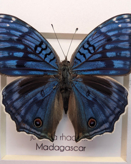 Framed Junonia Rhadama Taxidermy Butterfly, Entomology Wall Decor