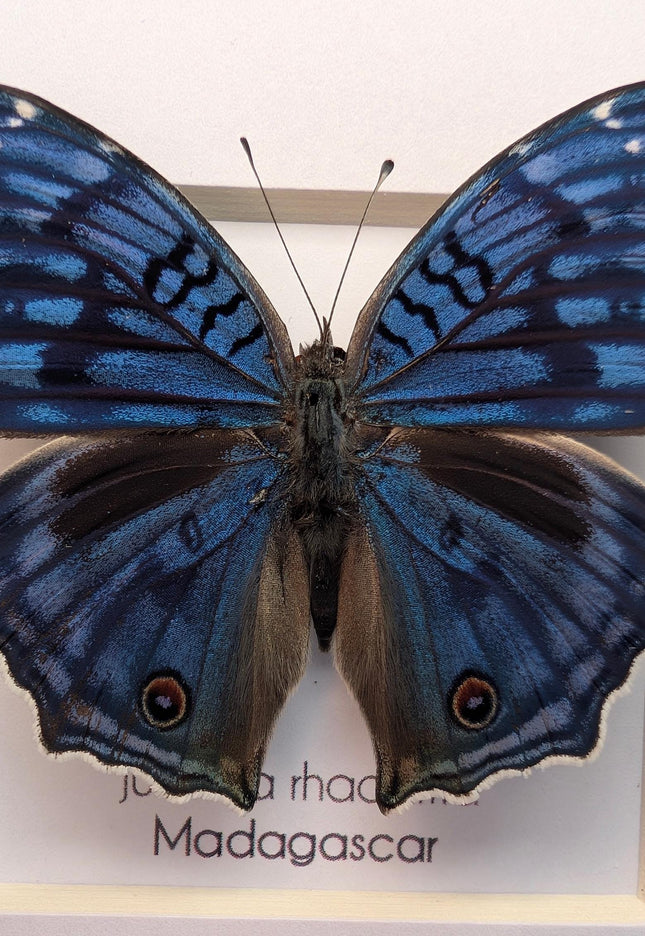 Framed Junonia Rhadama Taxidermy Butterfly, Entomology Wall Decor