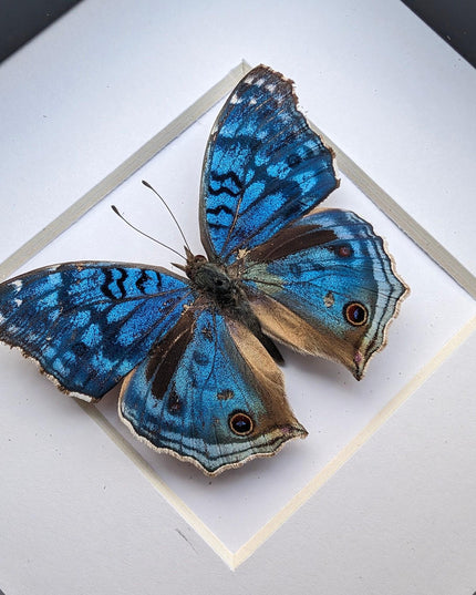 Framed Junonia Rhadama Taxidermy Butterfly, Entomology Wall Decor