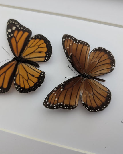 Framed taxidermy butterfly set, monarch and queen, entomology display (8x10)