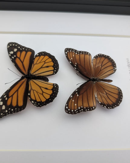 Framed taxidermy butterfly set, monarch and queen, entomology display (8x10)