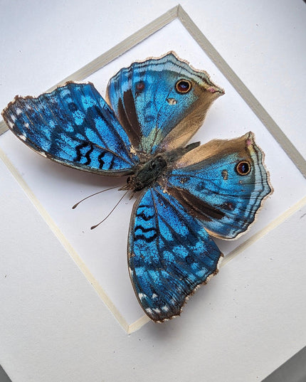 Framed Junonia Rhadama Taxidermy Butterfly, Entomology Wall Decor