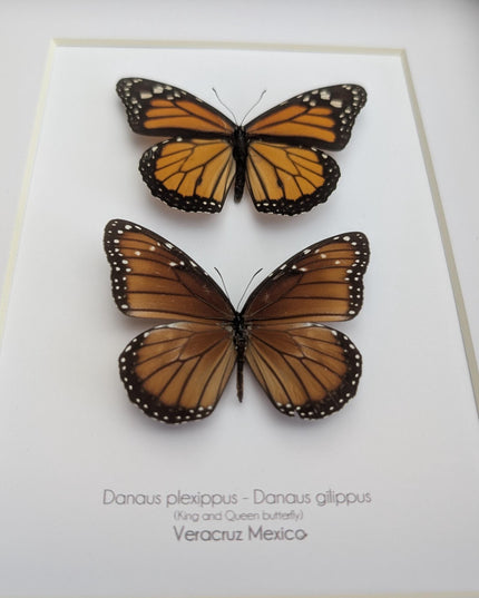 Framed taxidermy butterfly set, monarch and queen, entomology display (8x10)