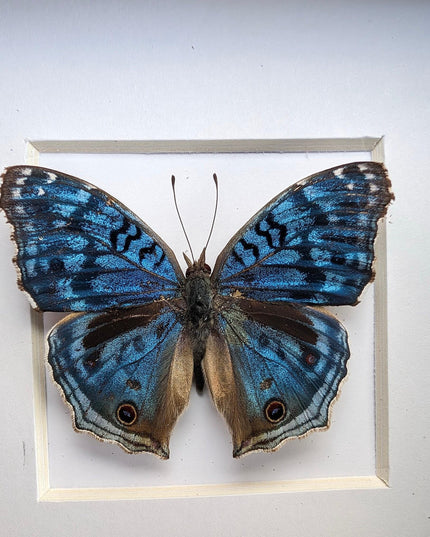 Framed Junonia Rhadama Taxidermy Butterfly, Entomology Wall Decor