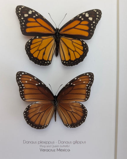 Framed taxidermy butterfly set, monarch and queen, entomology display (8x10)